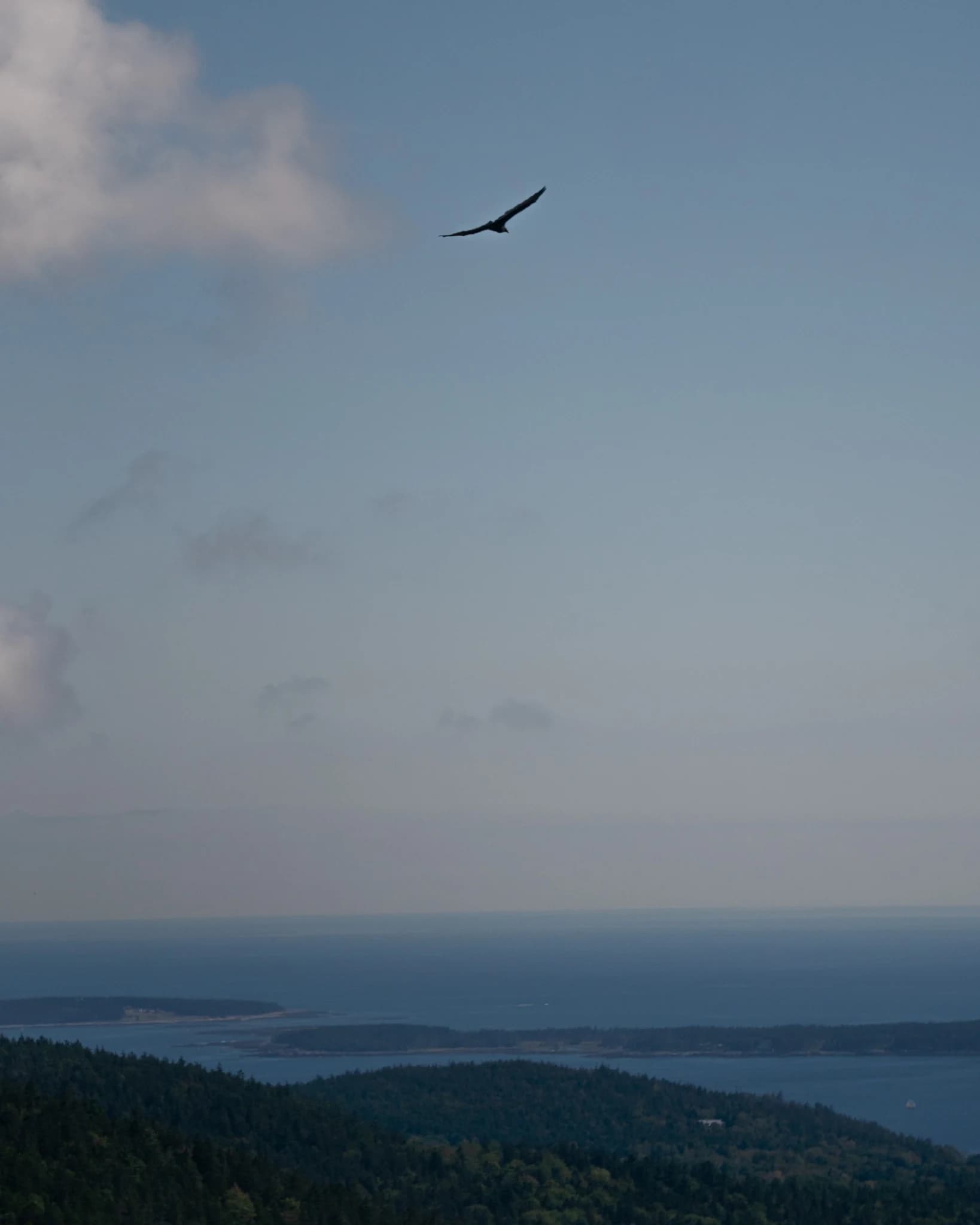 Bird gliding above a distant blue coastline and ocean