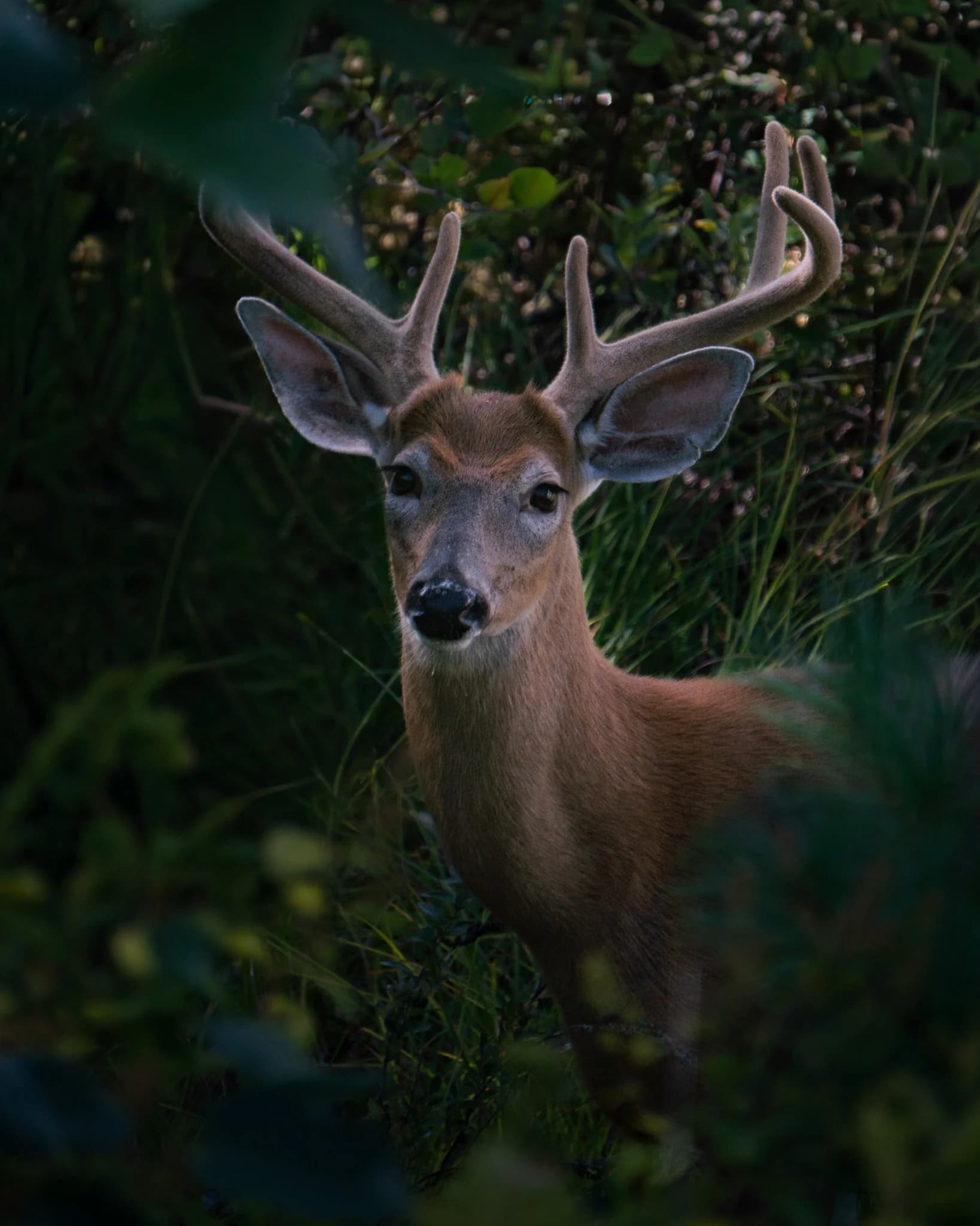 Young buck standing between dark green leaves